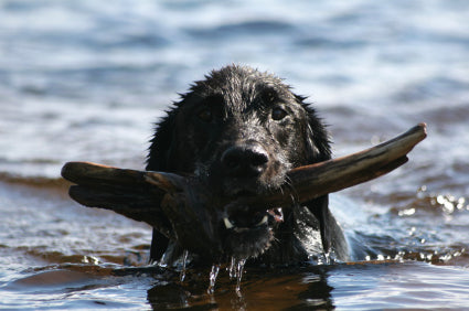 A Man, a Dog, a Stick and a Ring